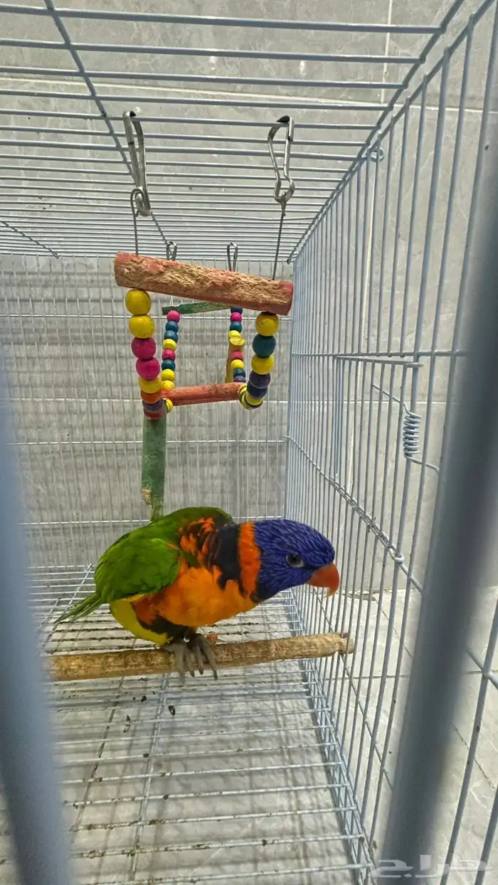 ببغاء لوري 0