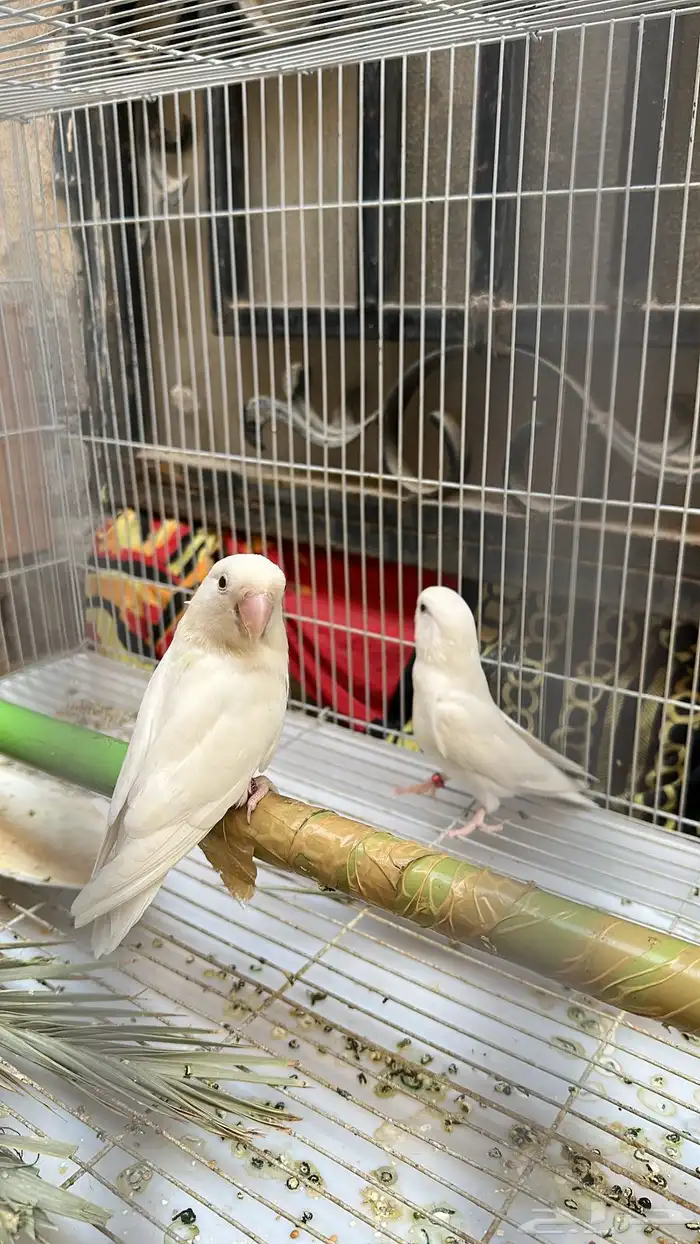 زوج رزو البينو عيون حمر 2