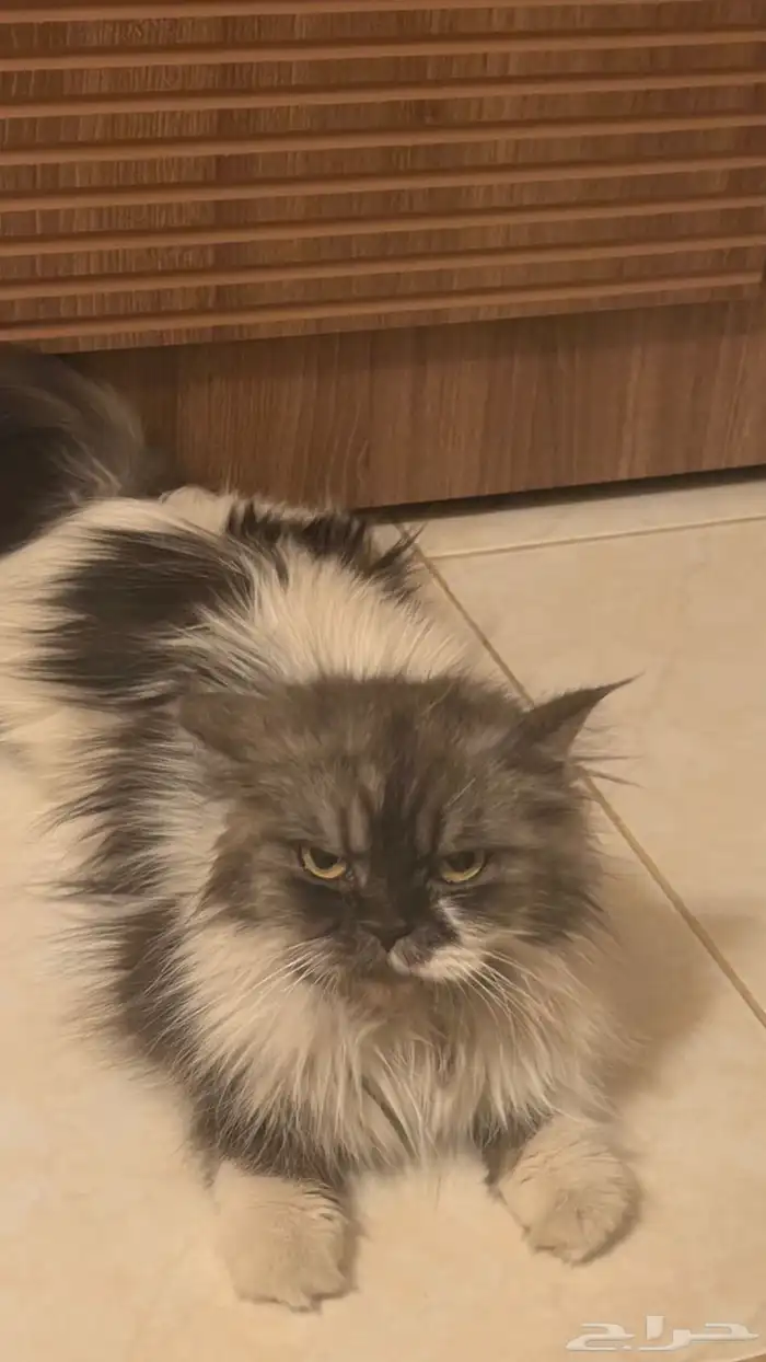 قط للتبني فقط 0