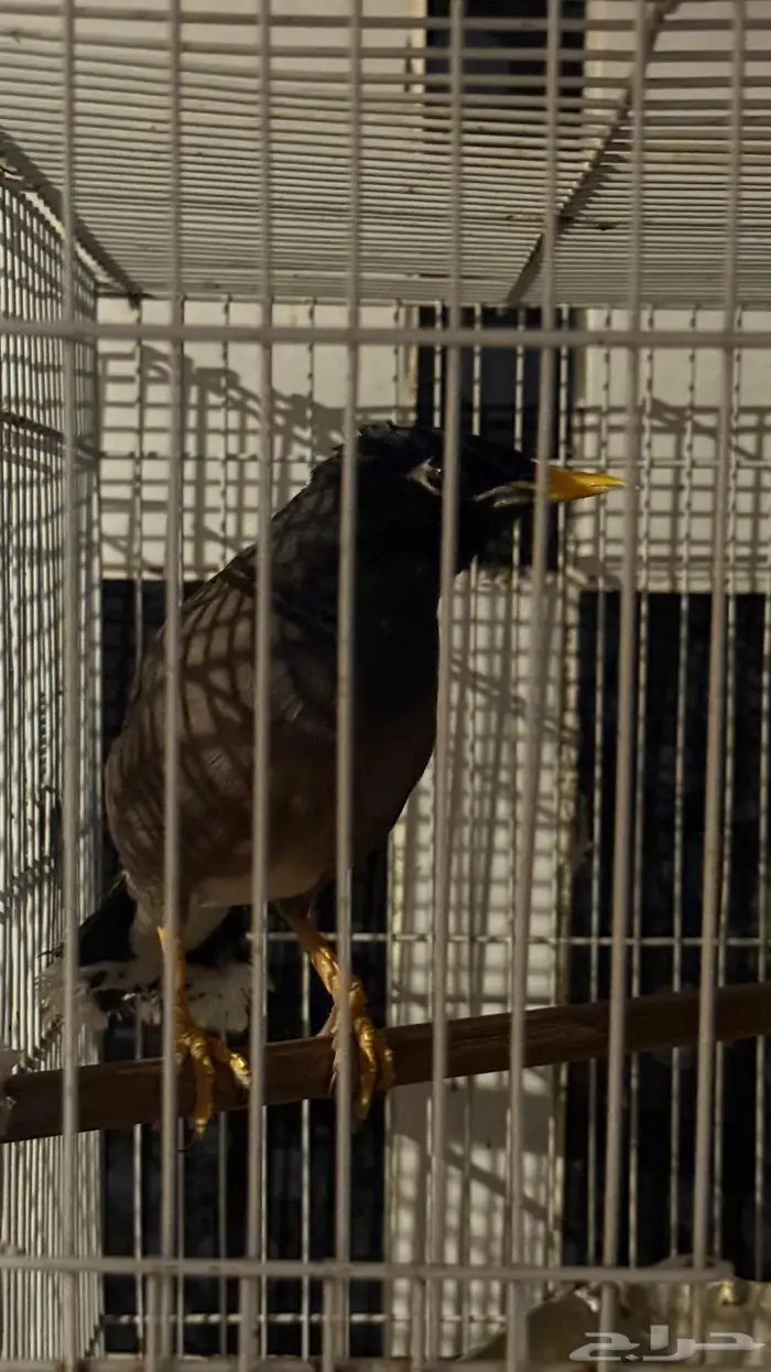 للبيع مينوا متكلمين 1