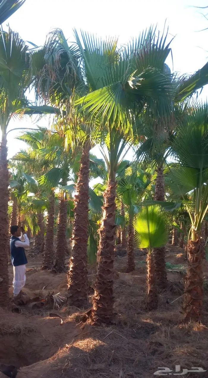 نخل واشنطني 5