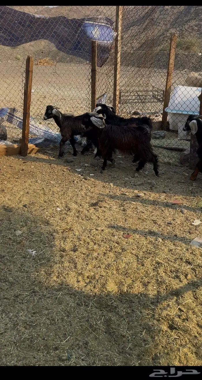 تيوس للبيع عوارض 1