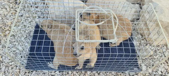 ارانب المارا الأرجنتيني 5