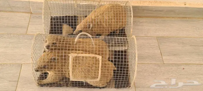 ارانب المارا الأرجنتيني 6