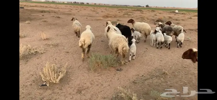 غنم ولد ودفيع 0