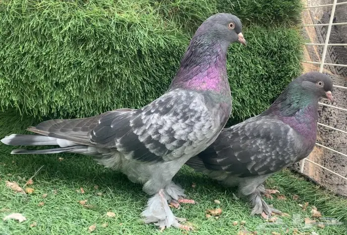 جوز أخضر توب 0