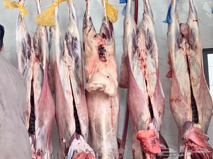 مخيم الأمراء بالدمام قسمين مع تأجير دبابات مجانا 59