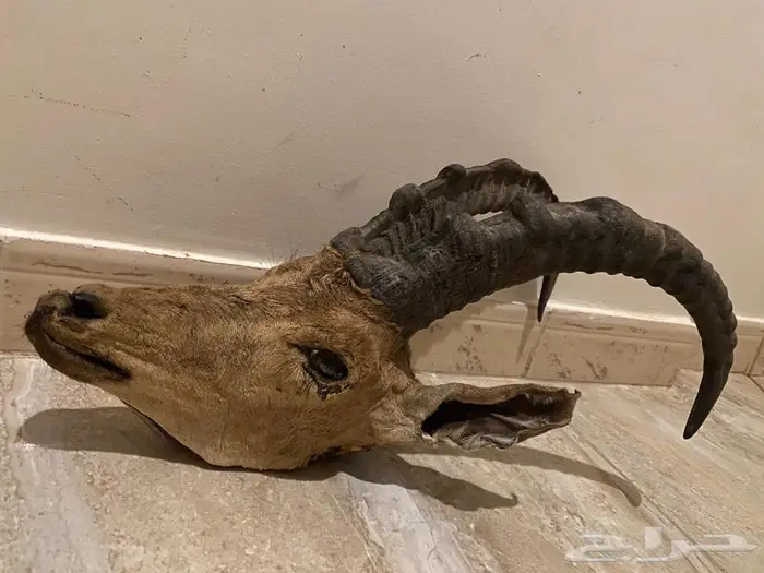 راس وعل حر محنط 0