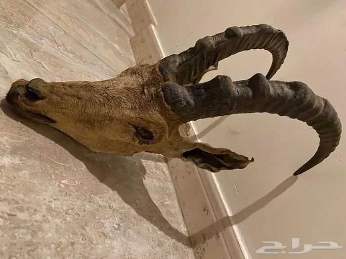 راس وعل حر محنط 1