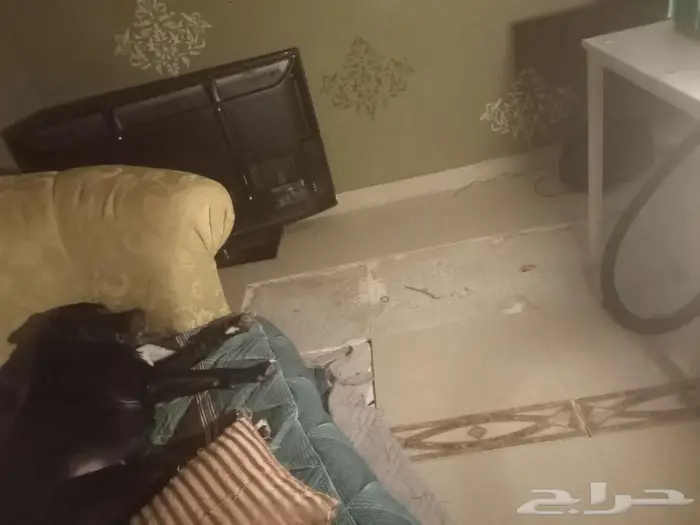 كلب كاتاهولا ليوبارد 0