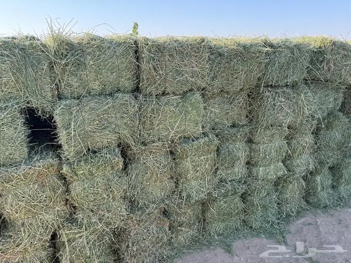 برسيم للبيع من المزرعة 3