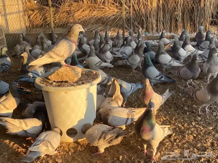 حمام سلفر مفروز اجواز 1