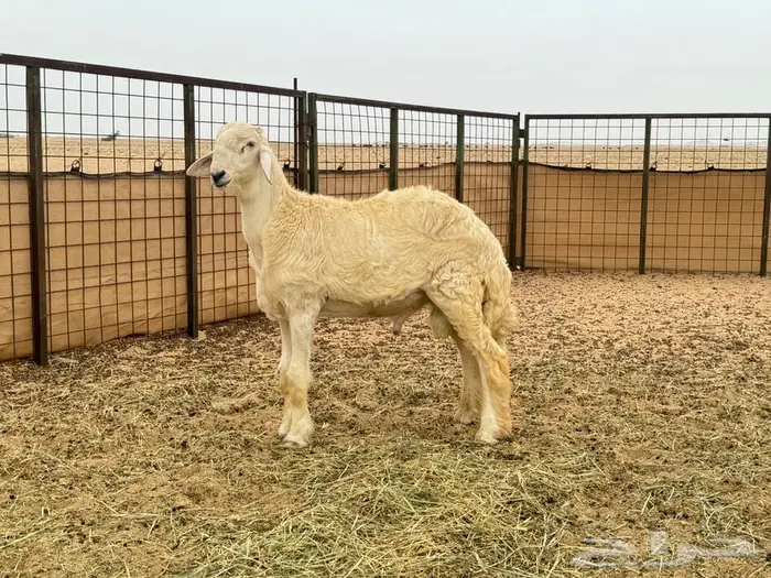 مشروع فحل نادر 1