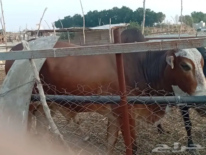 ثور بلدي فحل هادي 4