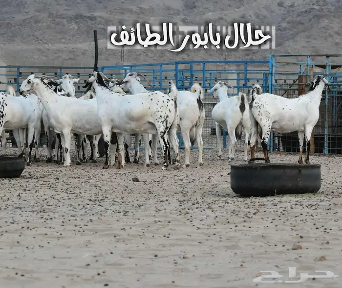 تيس بيشي مشروع فحل صنف الصنف 2