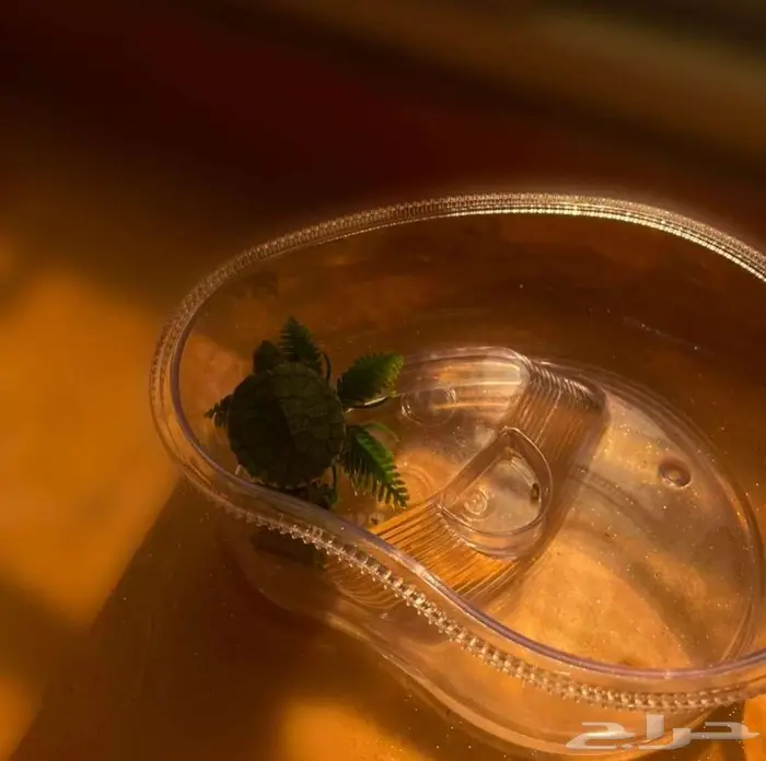 سلحفاة للبيع 1