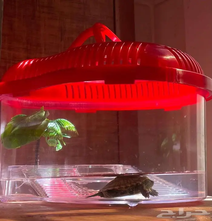 سلحفاة للبيع 2