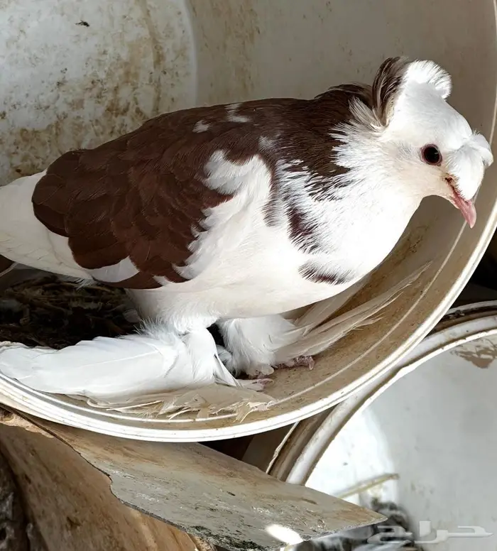 حمام نجفي منتج 7