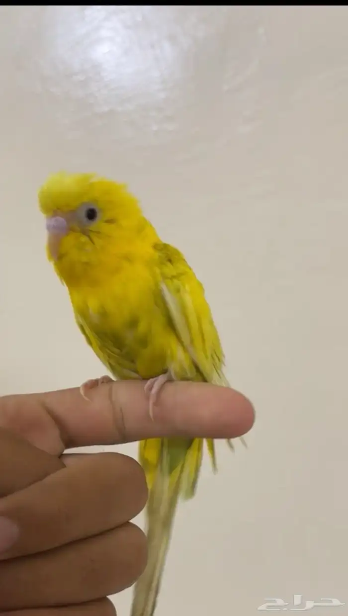 باجي للبيع 2