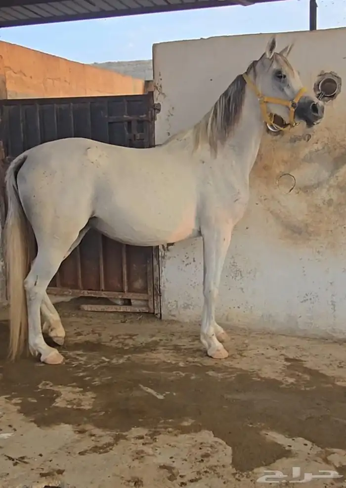 فرس واهو فاخره حفيدة جستس ولقاح 10 اشهر 1