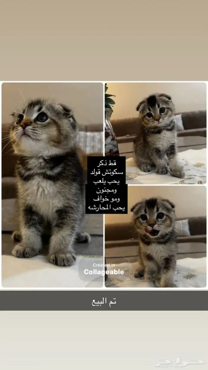 للبيع سكوتش قولد بجدة 2