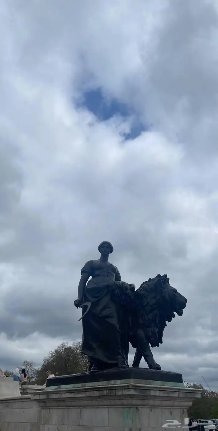 قطط للتبني جدة 0