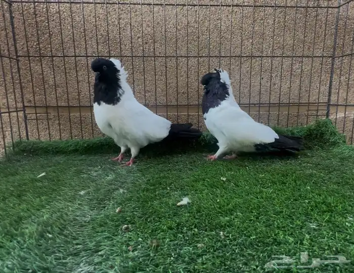 حمام زينة - ذكرين سوداني حجم توب 0