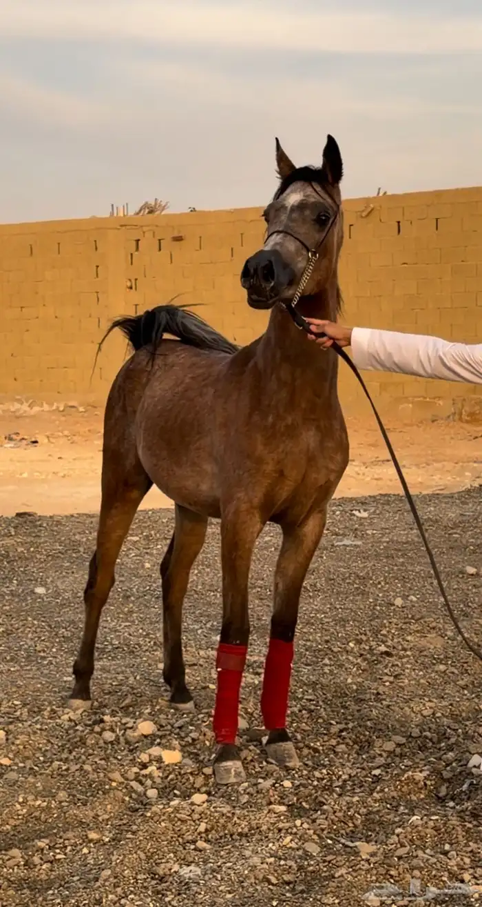 مهره جمال للبيع والبيع لأخر سوم 5