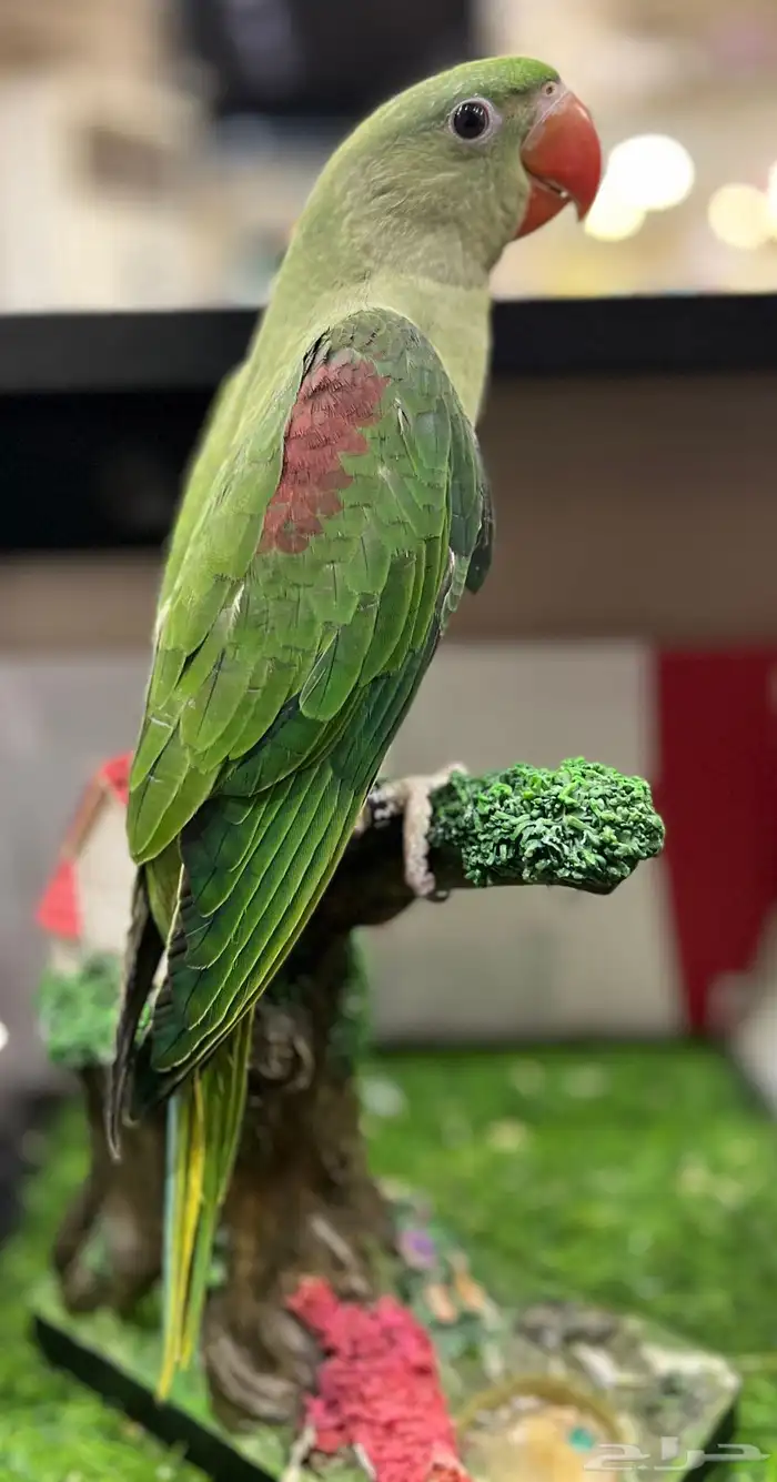 فرخ دره نيبالي 0