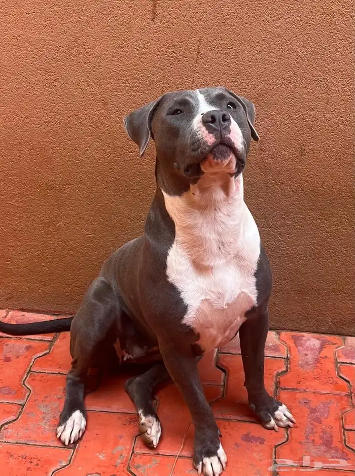 كلاب بيتبول للبيع مستوى رائع 3