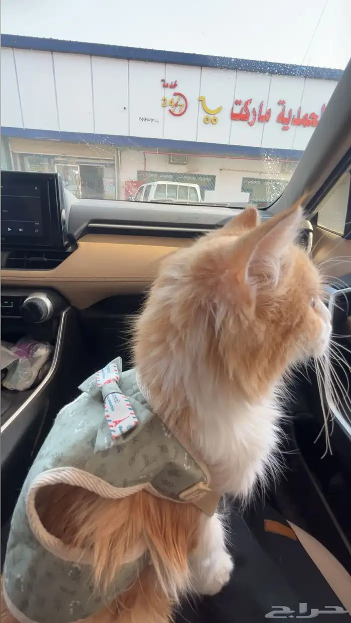 قطة للتبني 1