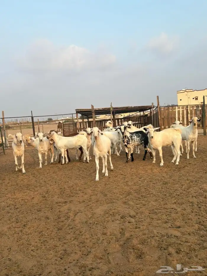 تيوس بيشية 0