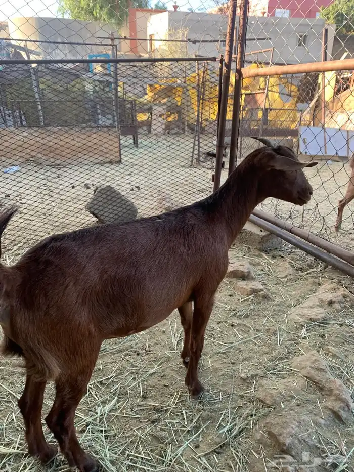 جذعات للبيع 0