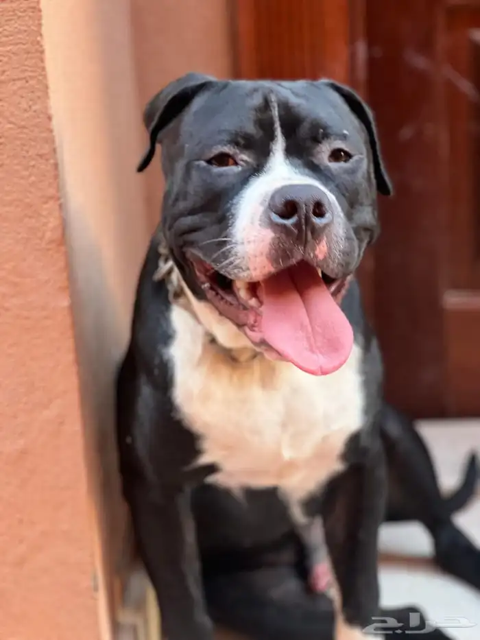 كلاب بيتبول للبيع مستوى رائع 8