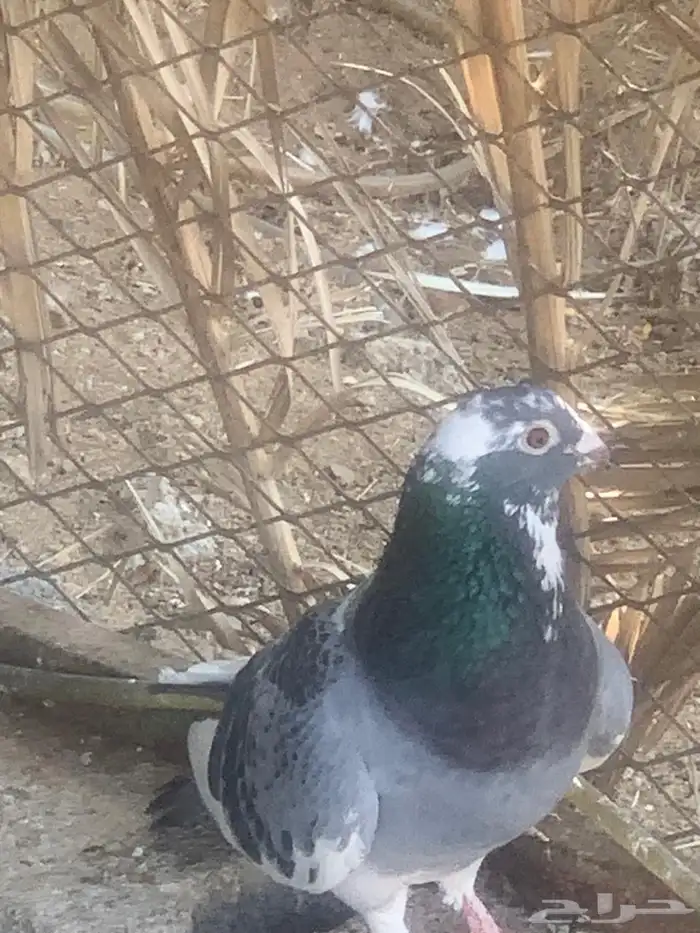 حمام زاجل عشه كامله 0