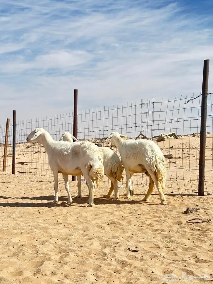 حريات حرش جروم ناهيه 0