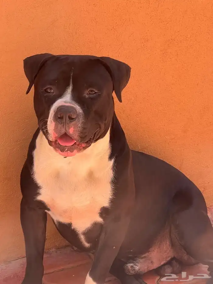 كلاب بيتبول للبيع مستوى رائع 4