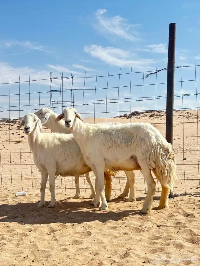 حريات حرش جروم ناهيه 1