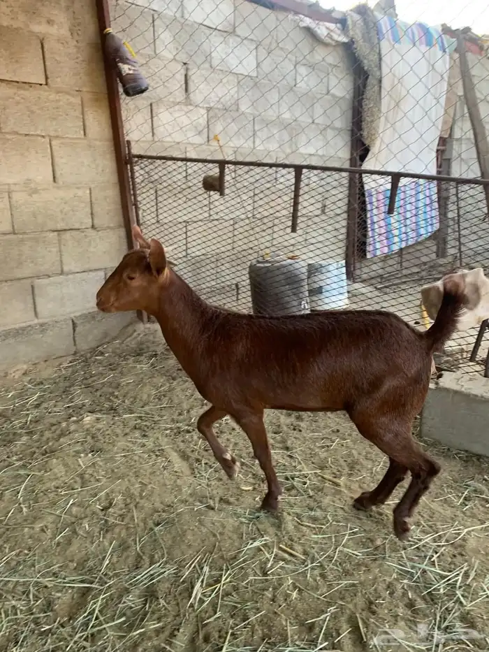 جذعات للبيع 3