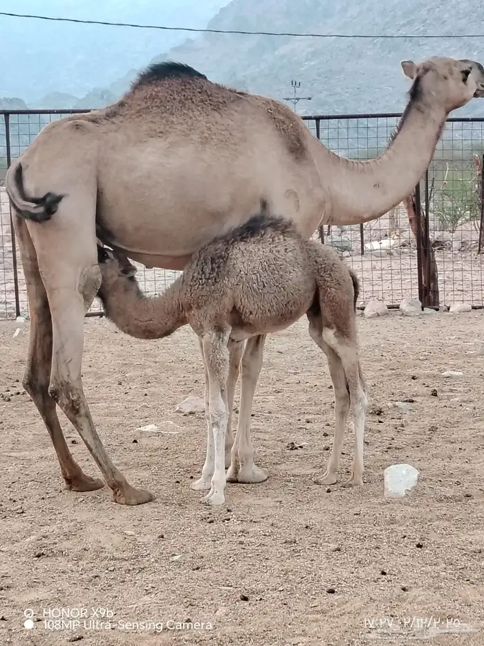 بكره بكر خلفه اقراء الاعلان وتواصل 0