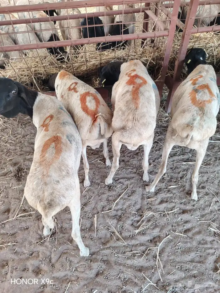 البرابر والتيوس اللي يدور عليها التاجر   وصل جديد 0