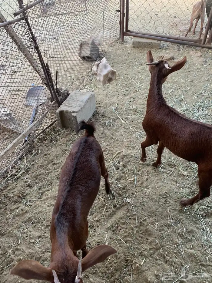 جذعات للبيع 2