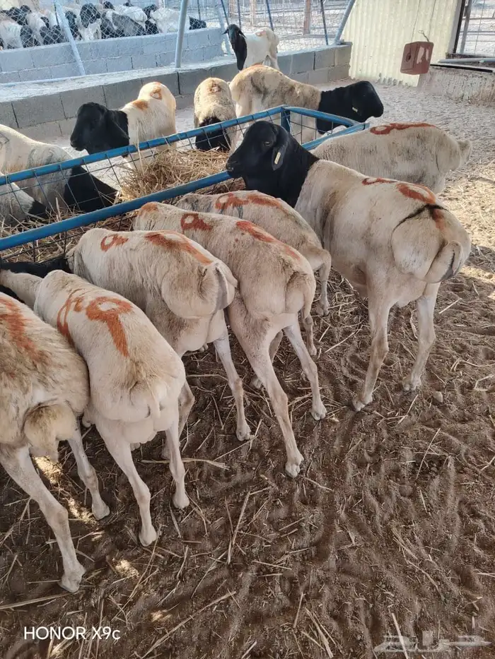 البرابر والتيوس اللي يدور عليها التاجر   وصل جديد 3