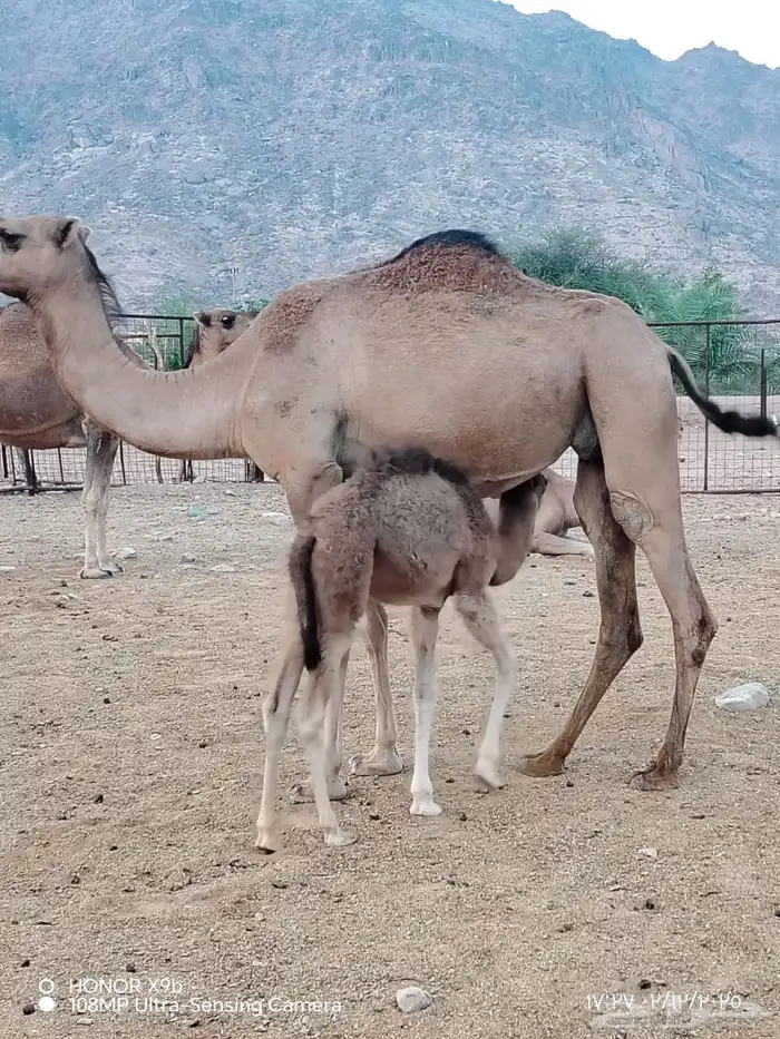 بكره بكر خلفه اقراء الاعلان وتواصل 4