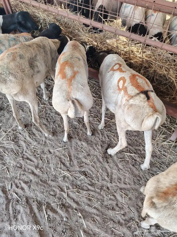 البرابر والتيوس اللي يدور عليها التاجر   وصل جديد 1