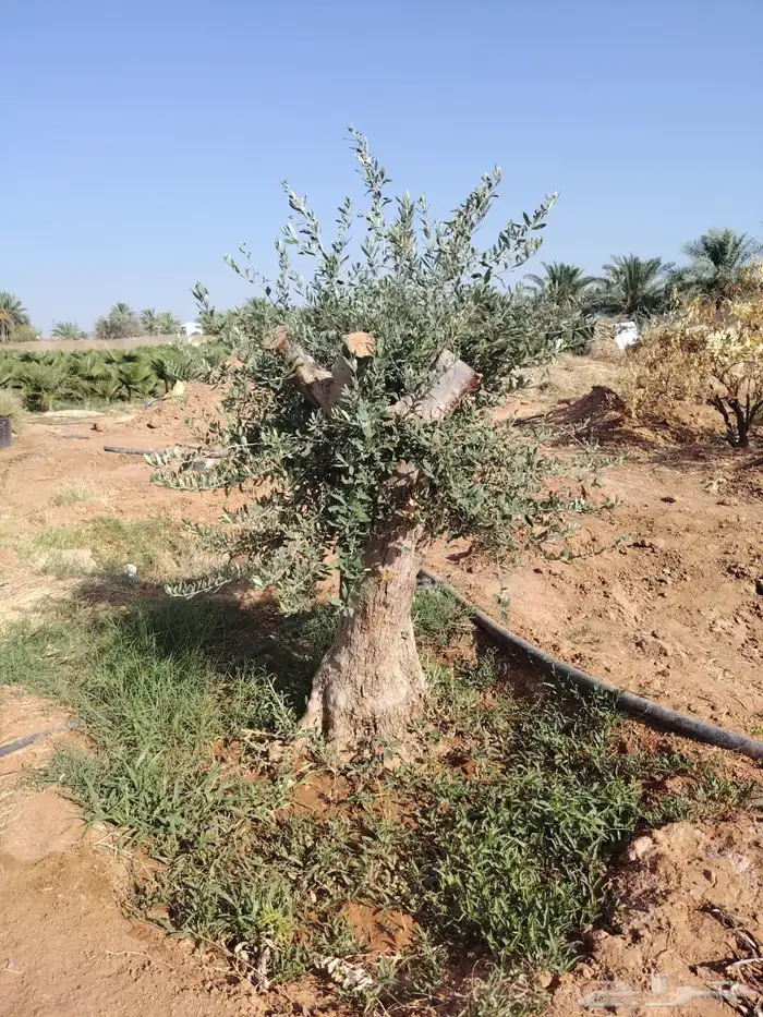 شجره زيتون جميع انواعه وحجامه ومقاسته 5