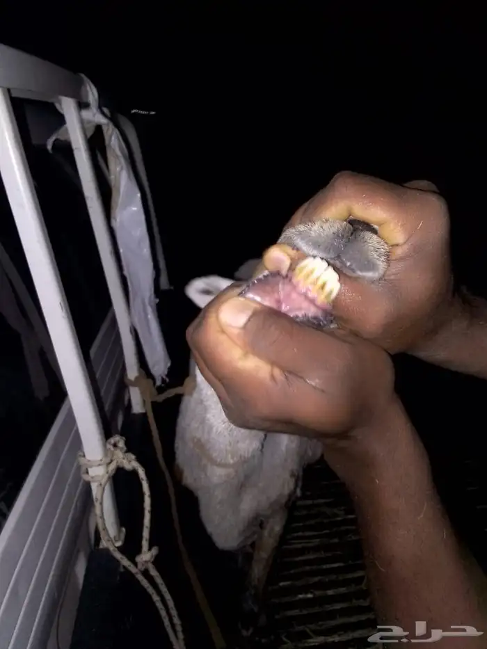 حايل للبيع الموقع الخرج 7