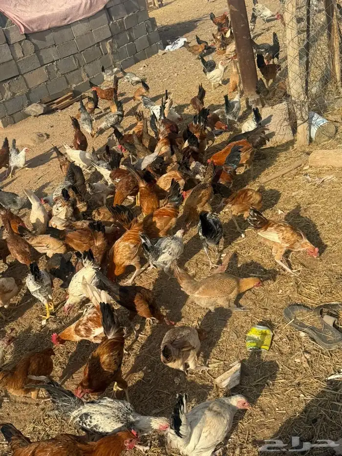 دجاج بلدي وفيومي 0