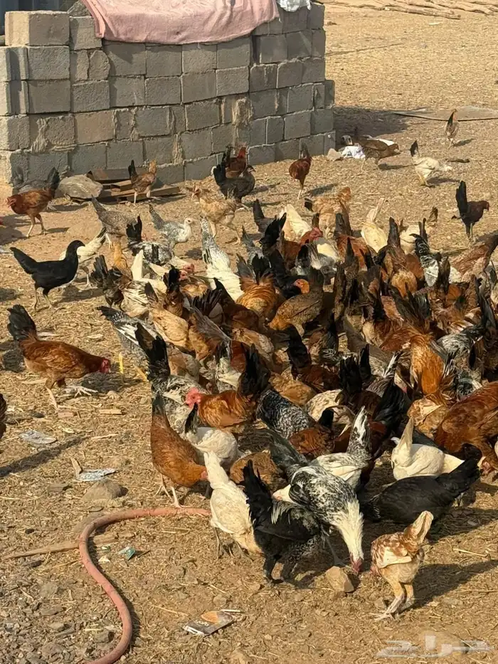 دجاج بلدي وفيومي 3