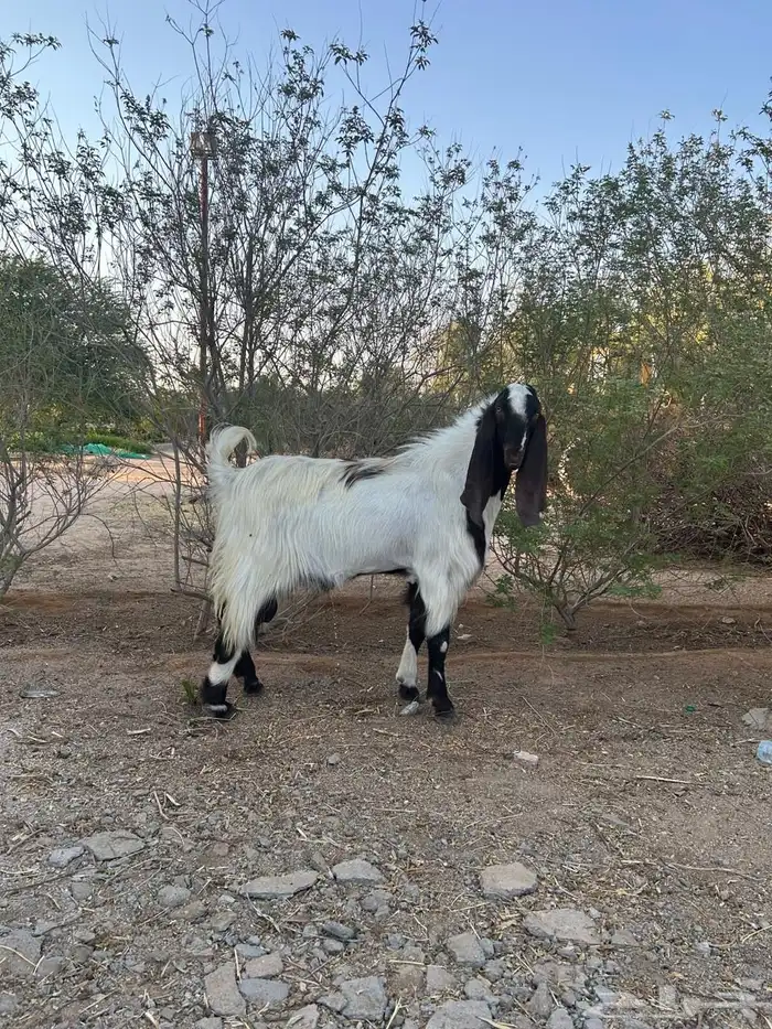 تيس فحل ثني او رباع شرط القريع 0